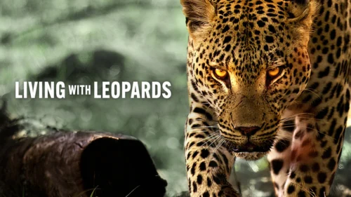 Living with Leopards -  Living with Leopards